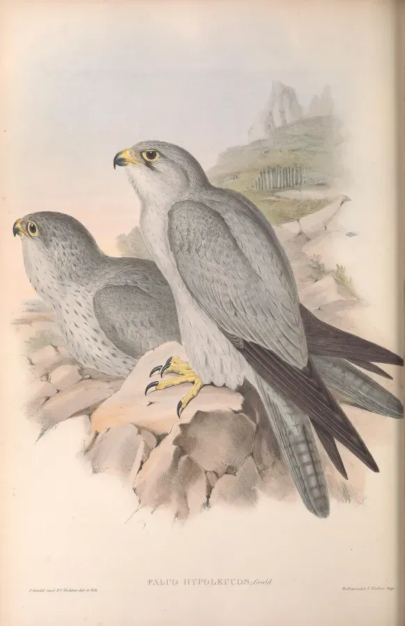 File:Falco hypoleucos by John Gould.jpg