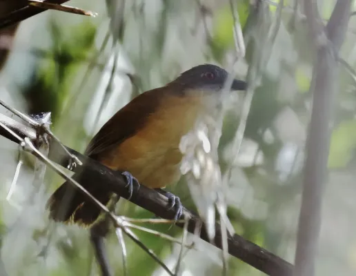 File:Akletos goeldii - Goeldi's antbird (female).jpg