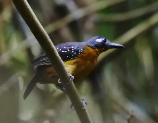 File:Myrmelastes hyperythrus - Plumbeous antbird (female).jpg