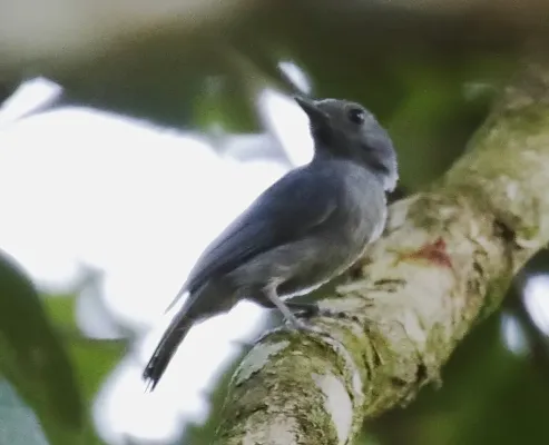 File:Thamnomanes ardesiacus - Dusky-throated antshrike (male).jpg