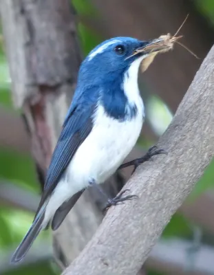 File:Ultramarine Flycatcher (Ficedula superciliaris) Naggar, Himachal Pradesh, 2013 (cropped).JPG