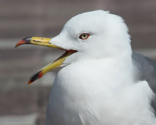 File:Larus crassirostris (head).jpg