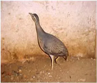 File:Crypturellus noctivagus zabele.JPG