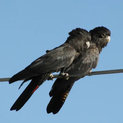File:Calyptorhynchus banksii (pair)-8-2cp.jpg