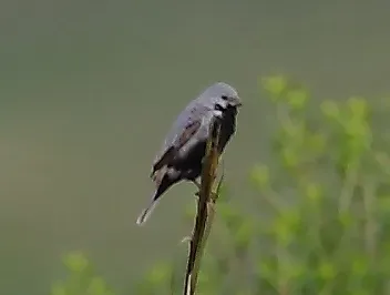 File:Sporophila melanogaster - Black-bellied seedeater (male).jpg