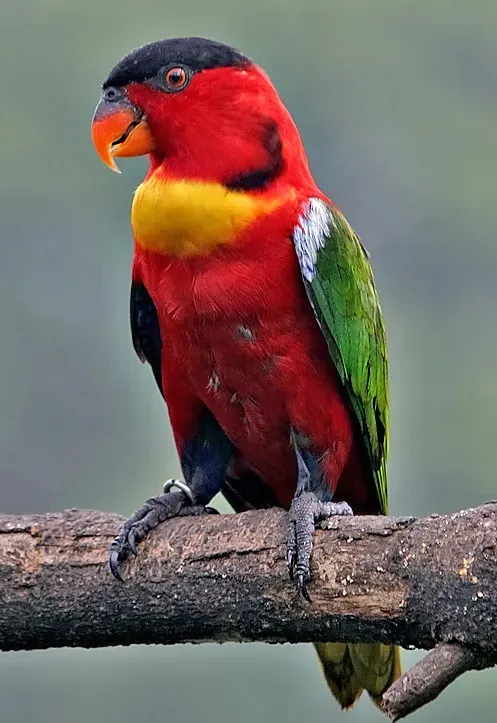 File:Lorius chlorocercus-20040821.jpg
