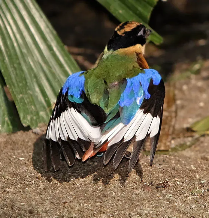 File:Pitta moluccensis-20040821.jpg