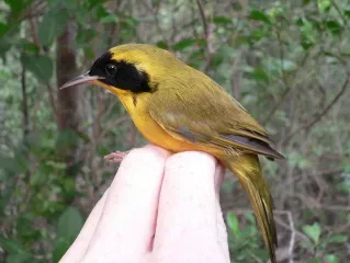 File:Bahama Yellowthroat (Geothlypis rostrata) held in hand, side view.jpg