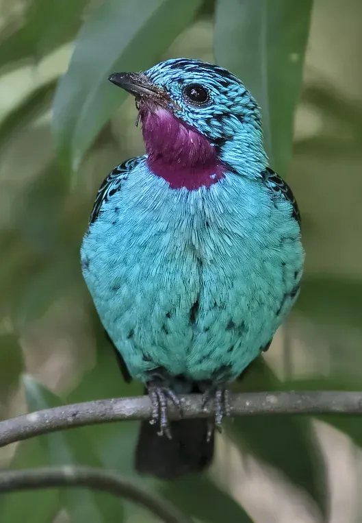 File:Cotinga cayana-20090124.jpg
