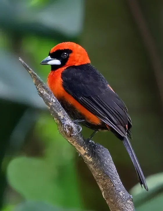 File:Ramphocelus nigrogularis-20030523.jpg