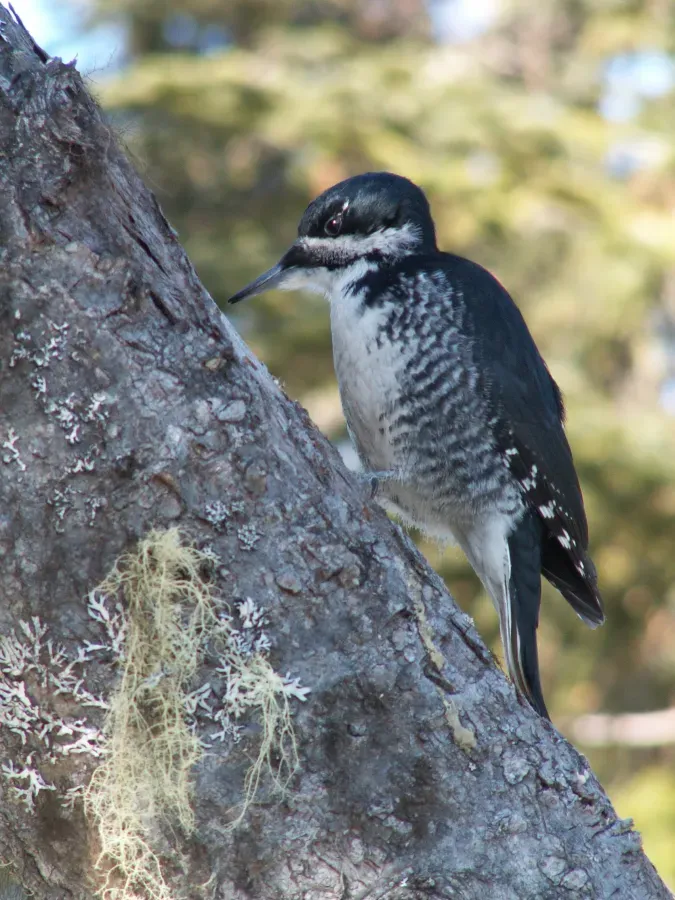 File:Picoides arcticus FM1.jpg