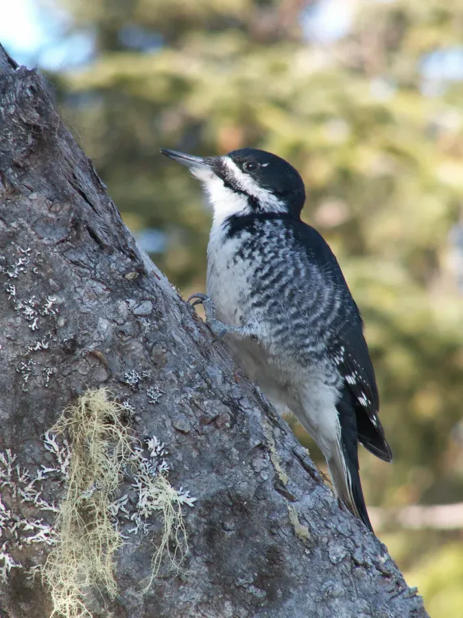 File:Picoides arcticus FM2.jpg