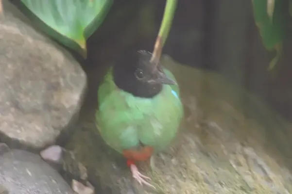 File:Pitta sordida 0zz.jpg