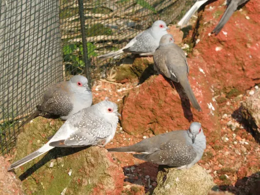 File:Geopelia cuneata 1.JPG