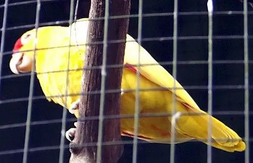File:Amazona autumnalis 0zz.jpg
