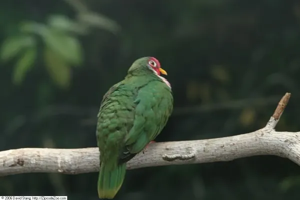 File:Ptilinopus jambu 3zz.jpg