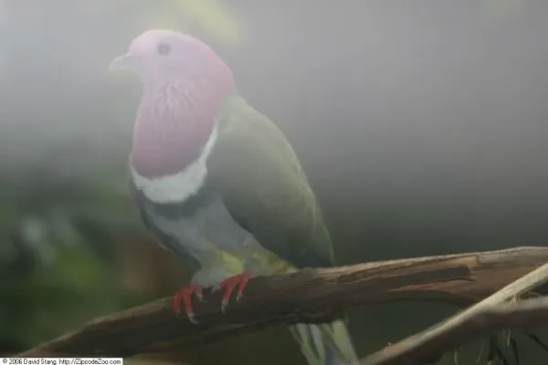 File:Ptilinopus porphyreus 1zz.jpg