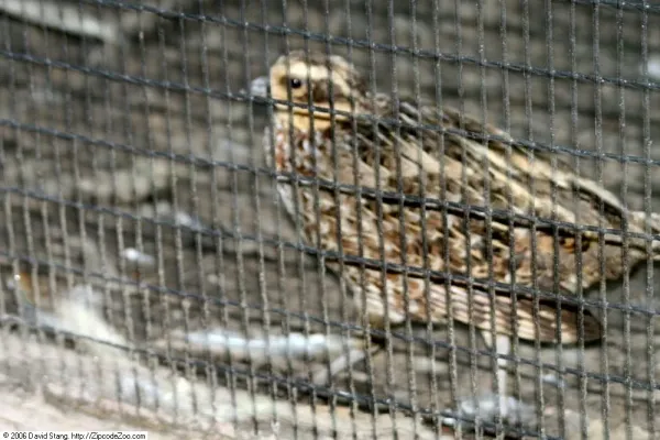 File:Syrmaticus reevesii 2zz.jpg
