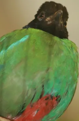 File:Pitta sordida 2zz.jpg