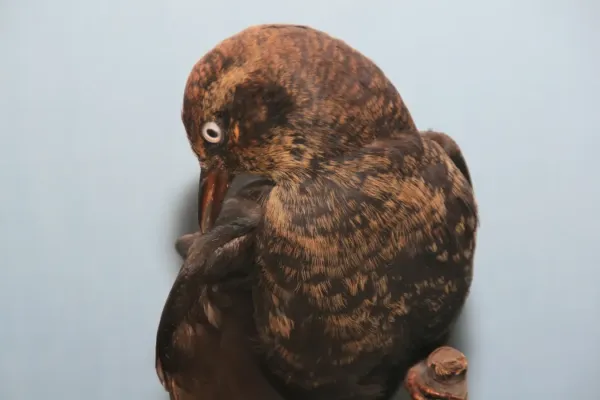 File:Euphagus carolinus 3zz.jpg