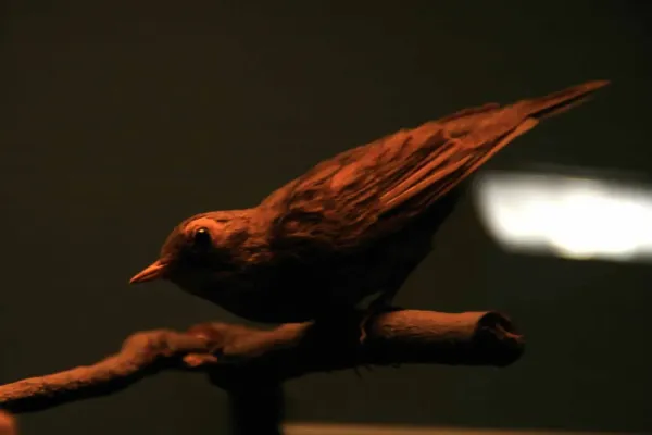 File:Oporornis agilis 2zz.jpg