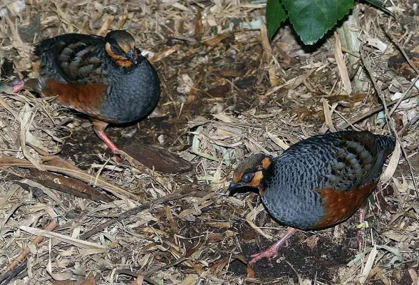File:Arborophila javanica 0zz.jpg