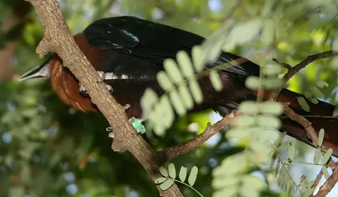 File:Phaenicophaeus curvirostris 0zz.jpg