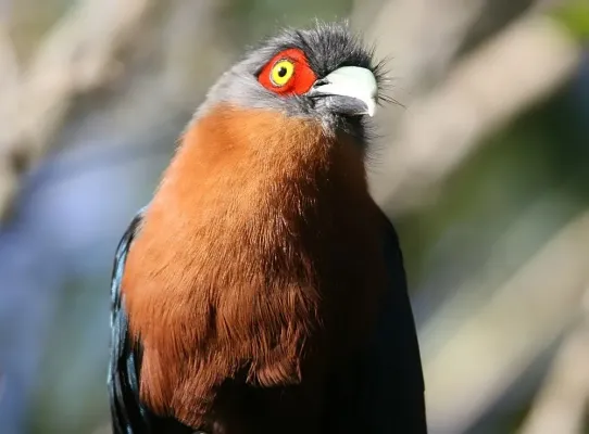 File:Phaenicophaeus curvirostris 3zz.jpg
