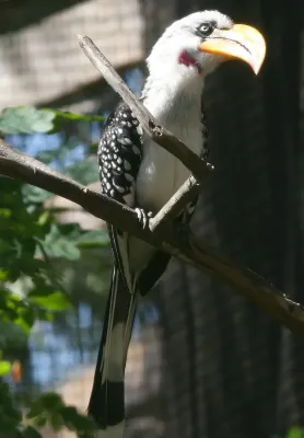 File:Tockus flavirostris 0zz.jpg