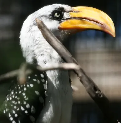 File:Tockus flavirostris 1zz.jpg