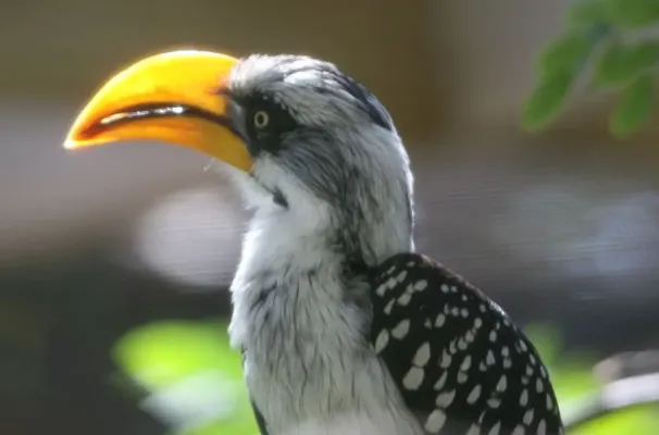 File:Tockus flavirostris 5zz.jpg