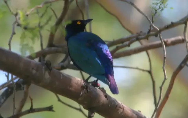File:Lamprotornis purpureus 0zz.jpg