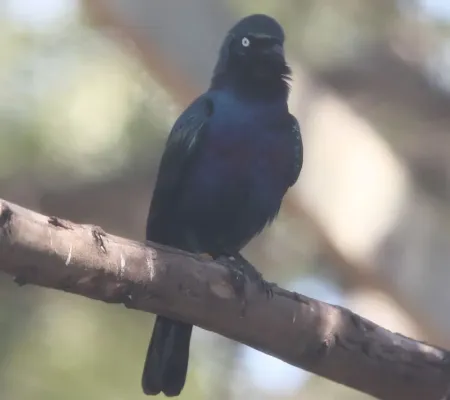 File:Lamprotornis splendidus 1zz.jpg