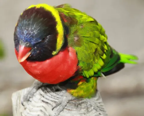 File:Trichoglossus haematodus forsteni 1zz.jpg