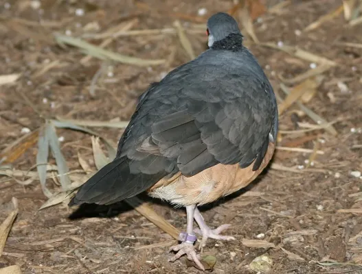 File:Ptilinopus iozonus 6zz.jpg
