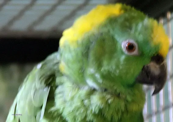 File:Amazona auropalliata 3zz.jpg