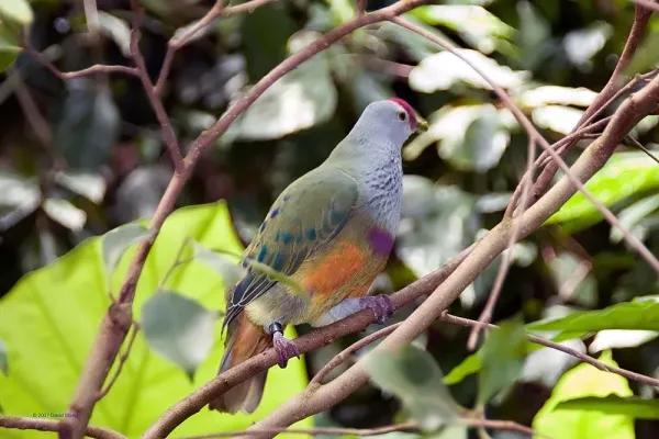 File:Ptilinopus roseicapilla 0zz.jpg