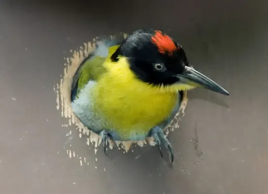 File:Picus erythropygius 1zz.jpg