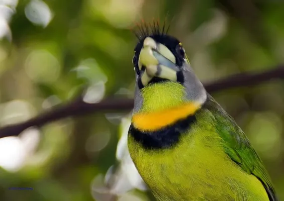 File:Psilopogon pyrolophus 1zz.jpg