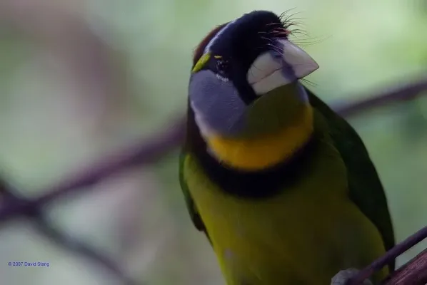 File:Psilopogon pyrolophus 6zz.jpg