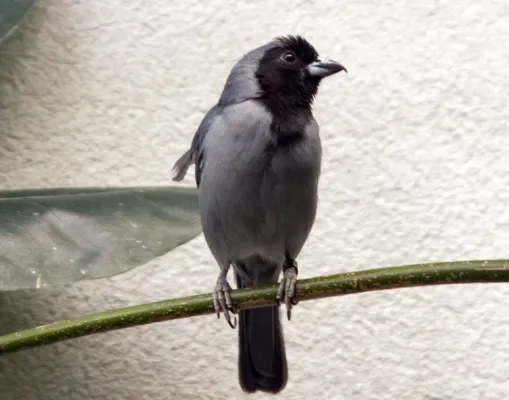 File:Schistochlamys melanopis 4zz.jpg