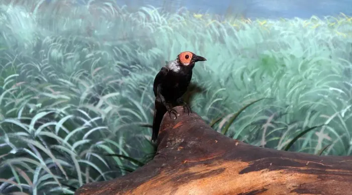 File:Sarcops calvus 0zz.jpg