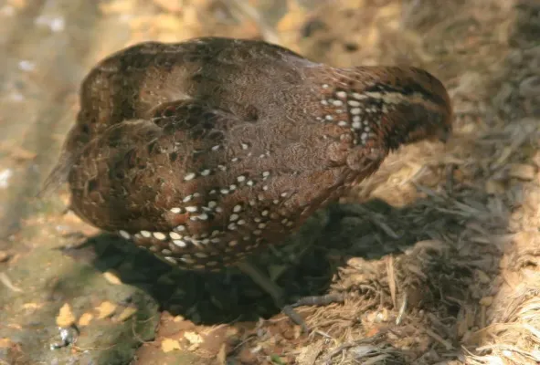 File:Colinus leucopogon 0zz.jpg