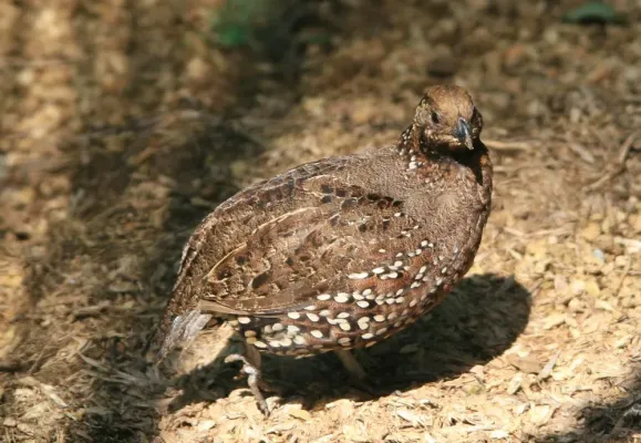 File:Colinus leucopogon 3zz.jpg