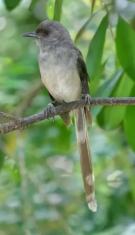 File:Heterophasia picaoides-2004-8-21.jpg