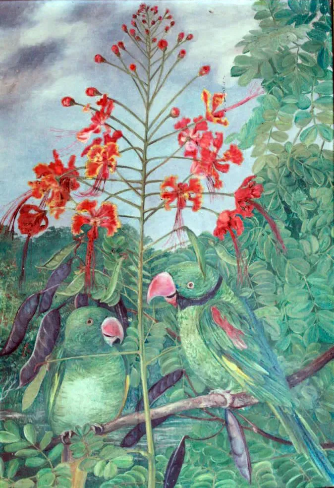 File:Psittacula wardi by Marianne North.jpg