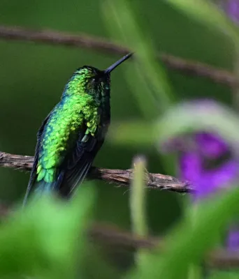 File:Chlorostilbon melanorhynchus (Esmeralda occidental) - Macho - Flickr - Alejandro Bayer (3).jpg