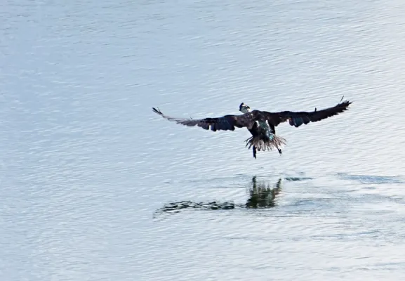 File:Sarkidiornis sylvicola (Pato moñudo) - Flickr - Alejandro Bayer.jpg