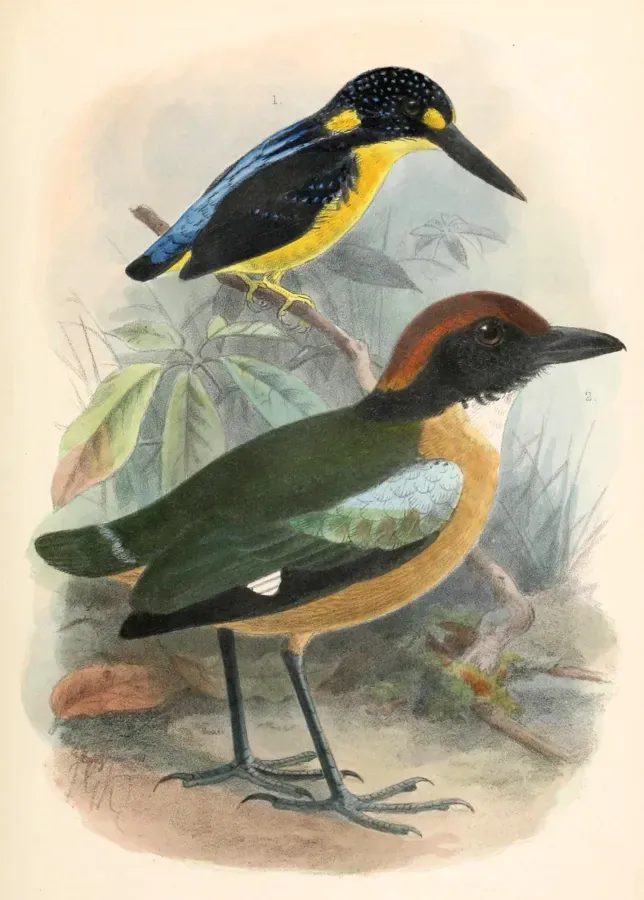 File:Ceyx meeki & Pitta anerythra 1902.jpg
