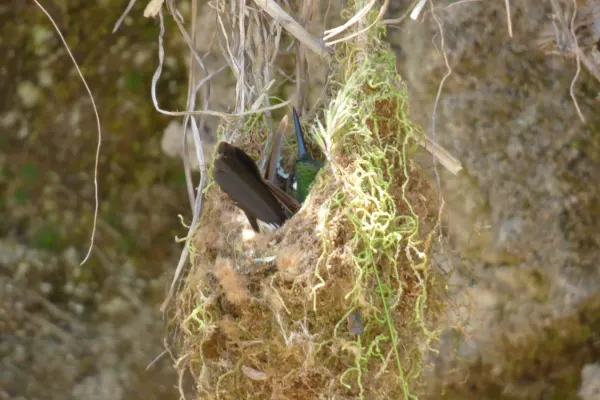 File:Eriocnemis mosquera (Paramero áureo) - Flickr - Alejandro Bayer (2).jpg